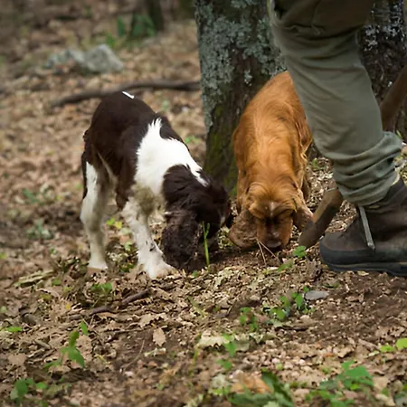 Abbadia Sicille Relais 4* Trequanda